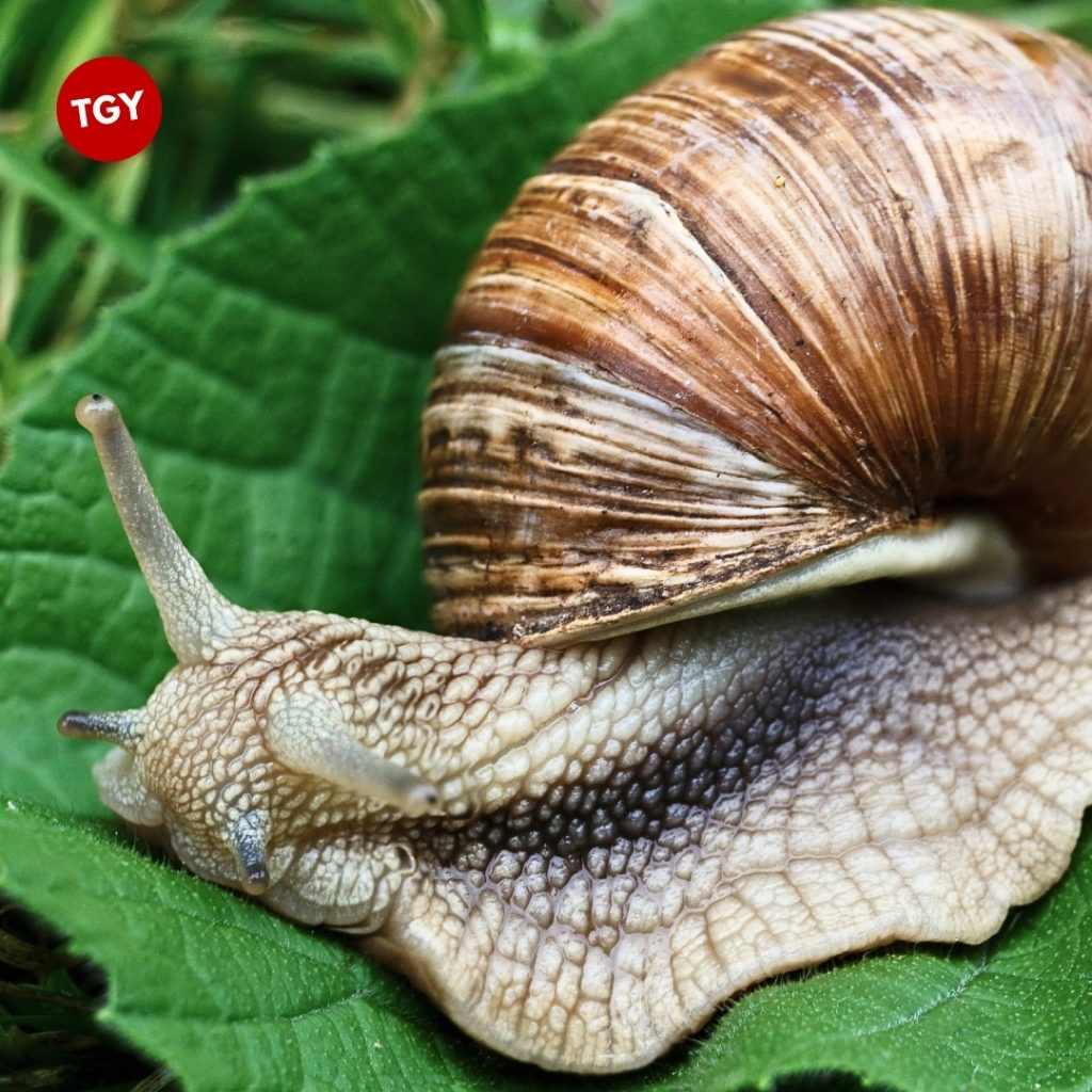 Escargot dans un McWrap de chez McDonald's